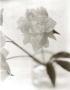 jed devine untitled, 2000 - 2002