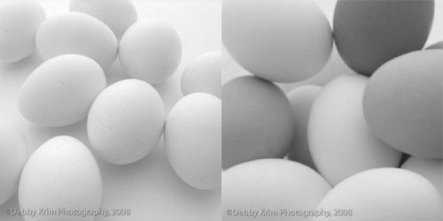 eggs