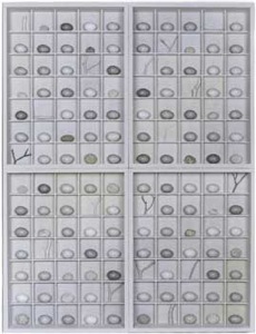 Light Egg Collection