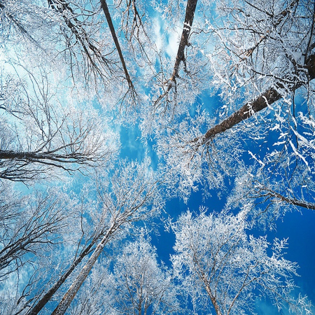 ARTmonday: Winter Trees - StyleCarrot
